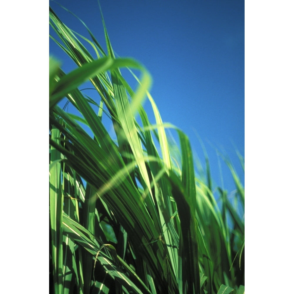 Sugarcane Plant Close-Up With Blue Sky In Background Poster Print Image 2