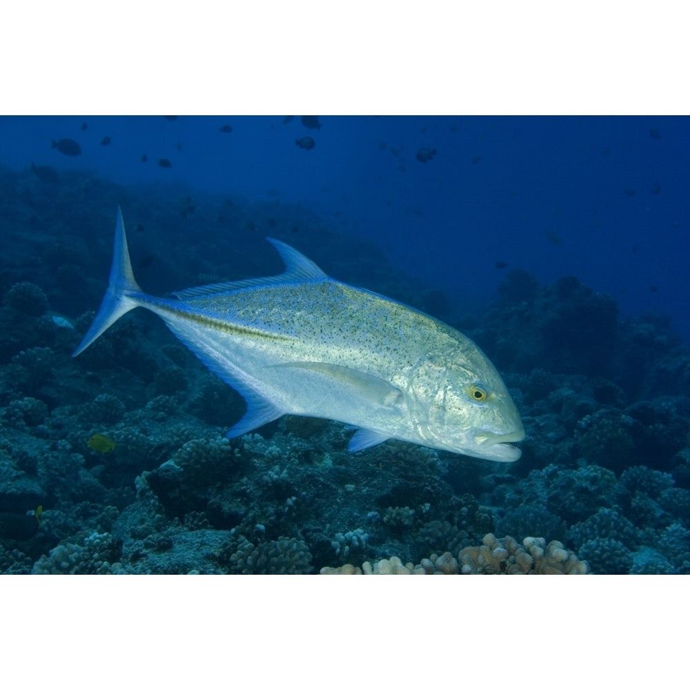 Hawaii Bluefin Trevally Or Jack . Poster Print Image 2