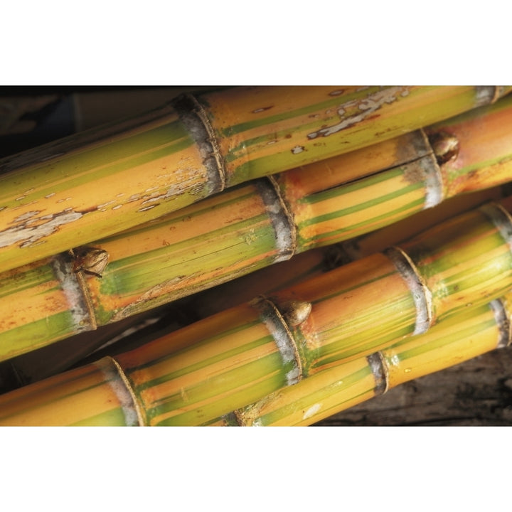 Close-Up Detail Of Mature Sugar Cane Stalks Poster Print Image 2