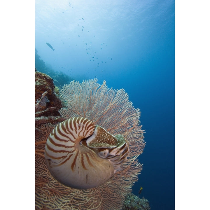 Micronesia Palau Chambered Nautilus Floating Among Coral. Poster Print Image 1