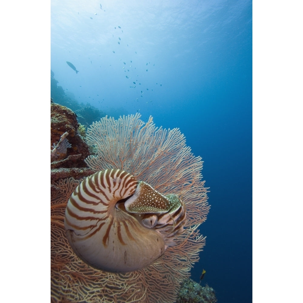 Micronesia Palau Chambered Nautilus Floating Among Coral. Poster Print Image 2