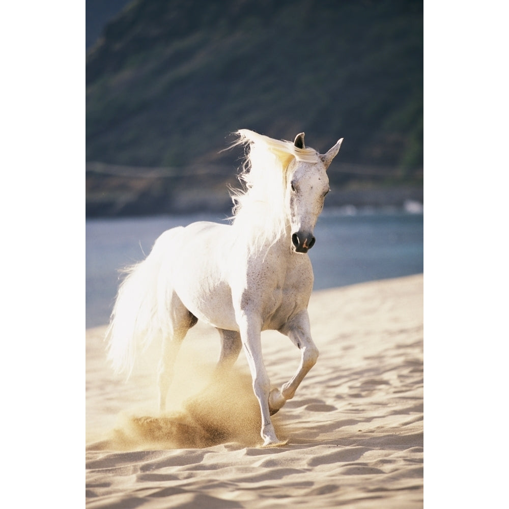 White Horse Running On The Beach. Poster Print Image 2