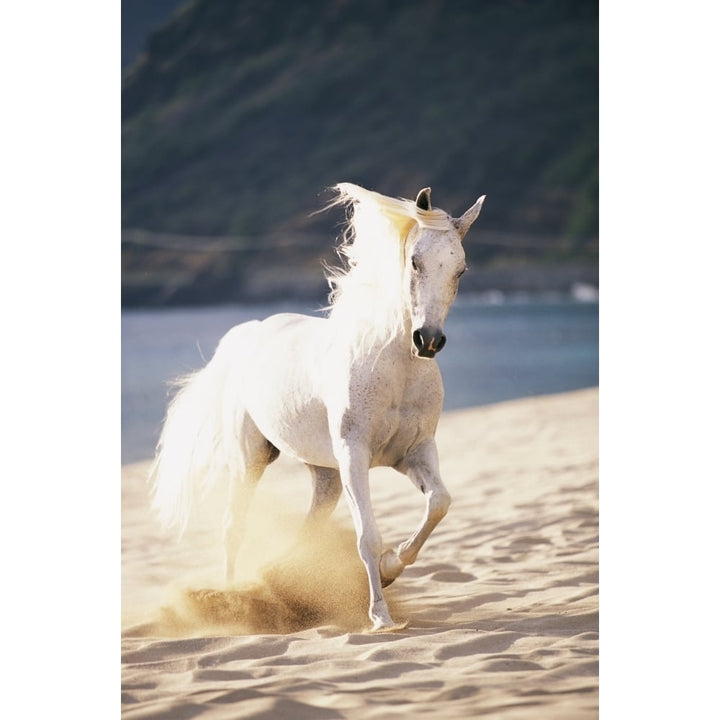 White Horse Running On The Beach. Poster Print Image 1