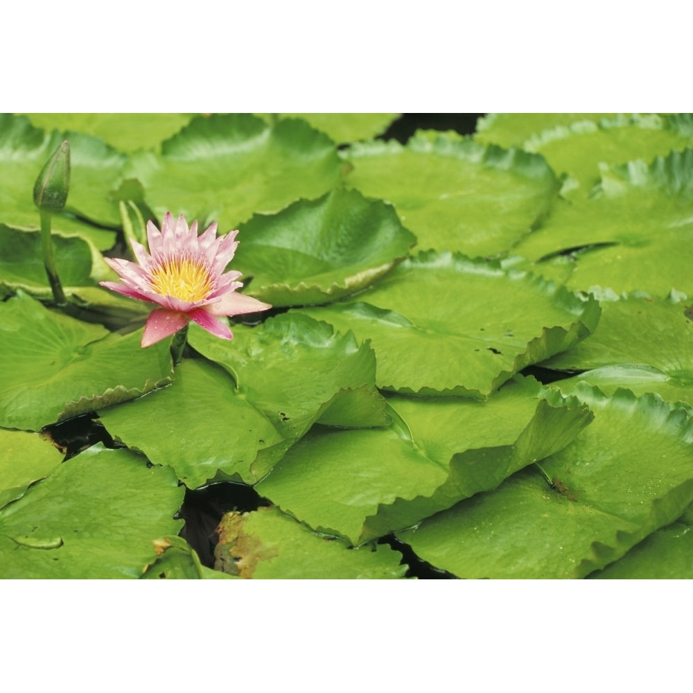 Water Lily And Lily Pads Poster Print Image 2