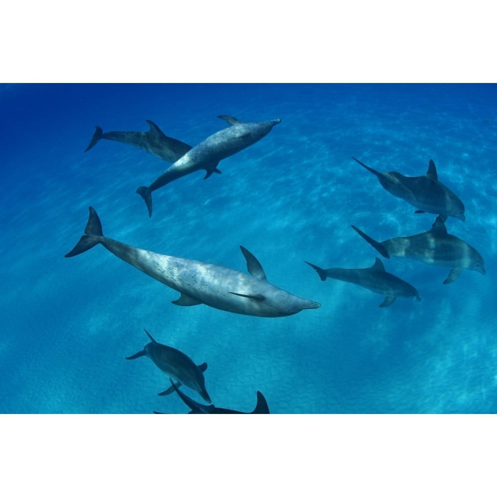 Caribbean Bahamas Bahama Bank Atlantic Bottlenose Dolphin Interact With Atlantic Spotted Dolphin Print Image 1