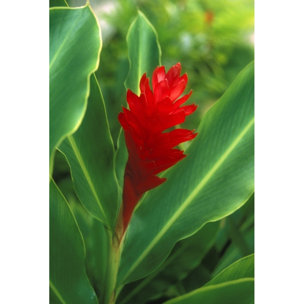 Hawaii Red Torch Ginger Poster Print Image 2