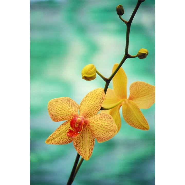 Hawaii Yellow Dendrobium With Orange Speckles Orchid Flower On Plant Poster Print Image 1