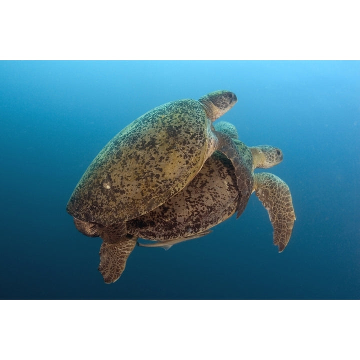 Malaysia Borneo Sipadan Island Coupling Green Sea Turtles Chelonia Mydas Poster Print Image 1