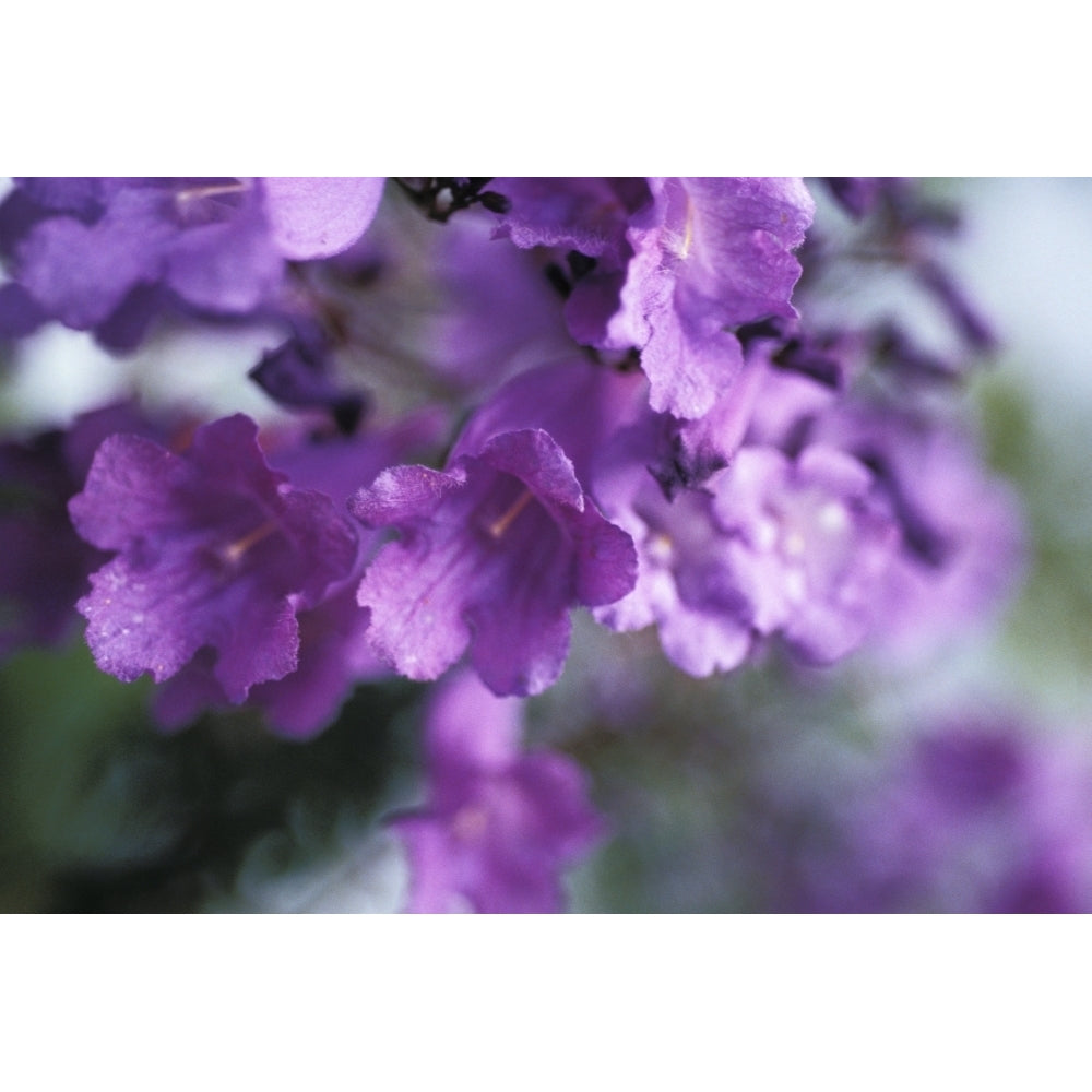 Jacaranda Fern Tree Soft Focus Purple Flowers Poster Print Image 2