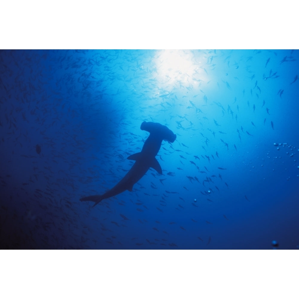 Galapagos Islands Darwin Islands Silhouette Of Scalloped Hammerhead With School Of Fish Poster Print Image 1