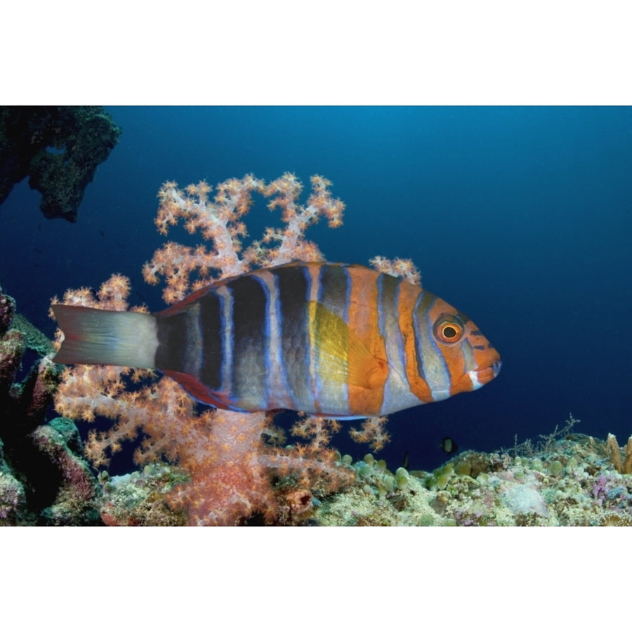 Australia The Harlequin Tusk Fish Choerodon Fasciatus Wrasse Family Poster Print Image 1