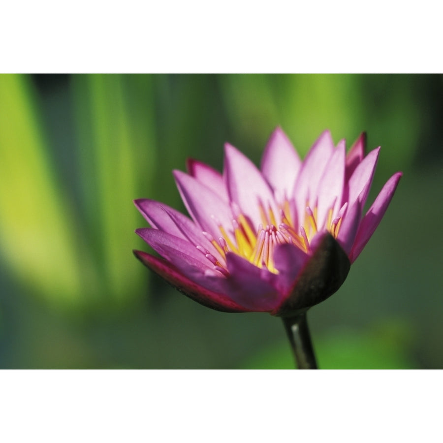 Close-Up Detail Of Single Pink Purple Water Lily Flower With Darker Tips Poster Print Image 1