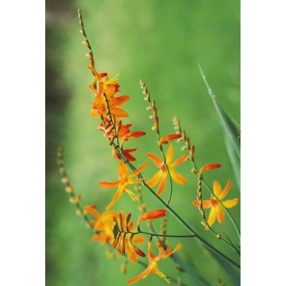 Tritonia Crocosmiflora Flowers Orange Growing In The Wild Blurry Green Background Image 2