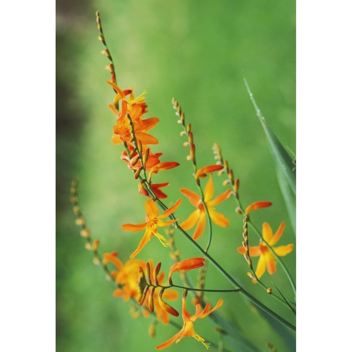 Tritonia Crocosmiflora Flowers Orange Growing In The Wild Blurry Green Background Image 1