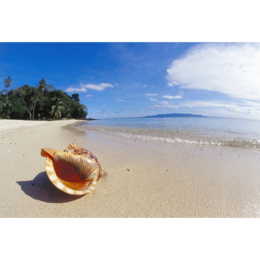 Fiji Charonia Tritonis A Tritons Trumpet Shell On Sandy Beach Beside Ocean Poster Print Image 1