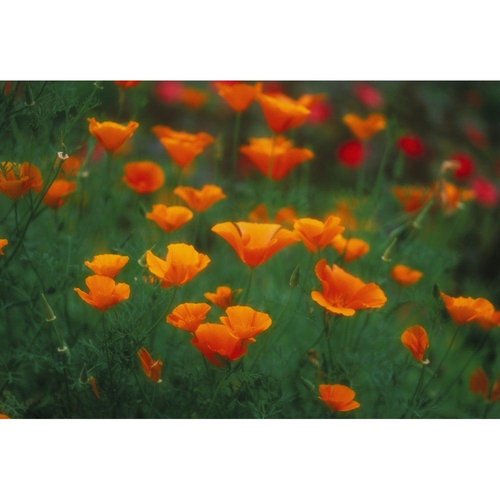 Hawaii Maui Olinda Field Of Wild Orange Poppies Growing Poster Print Image 2