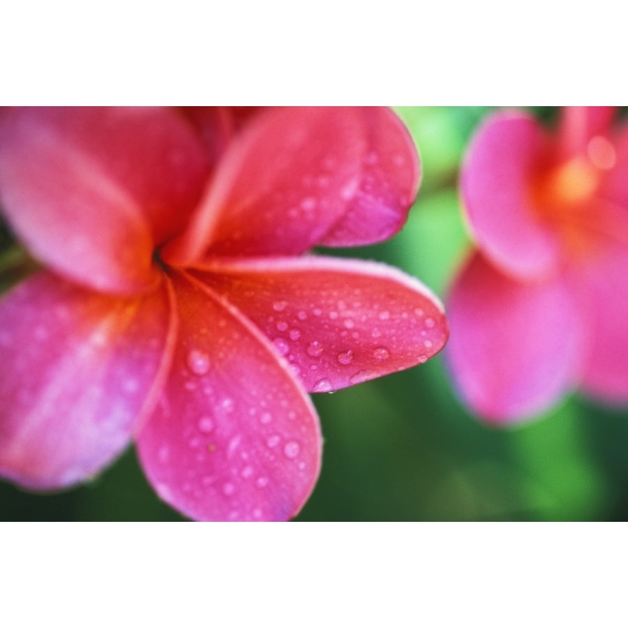 Hawaii Maui Close-Up Pink Plumeria Flowers Aka Frangipani On Plant Outdoor Water Droplets Wet Blurry Background 17 x 11 Image 1