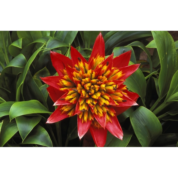 Close-Up Of A Single Red Bromeliad Blooming With Yellow Center Green Leaves Poster Print Image 1