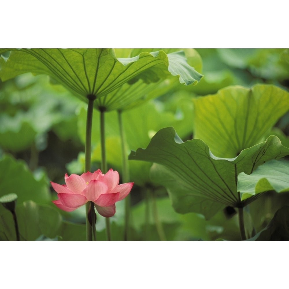 Hawaii Single Bright Pink Full Lotus Blossom Amongst Green Leaf And Stems. Poster Print Image 2