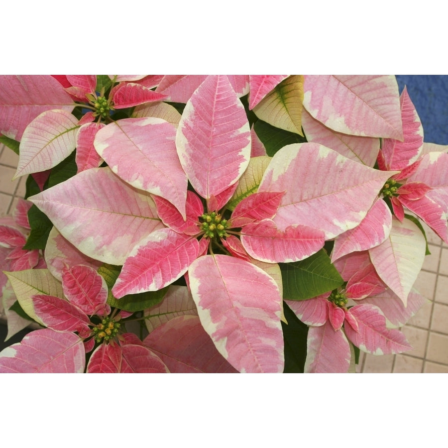 Close-Up Of Pink Poinsettia Poster Print Image 1