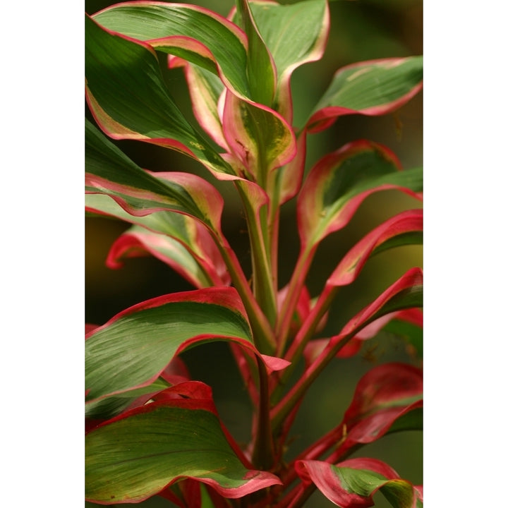 Cordyline Terminalis Red Ti Plant Poster Print Image 2