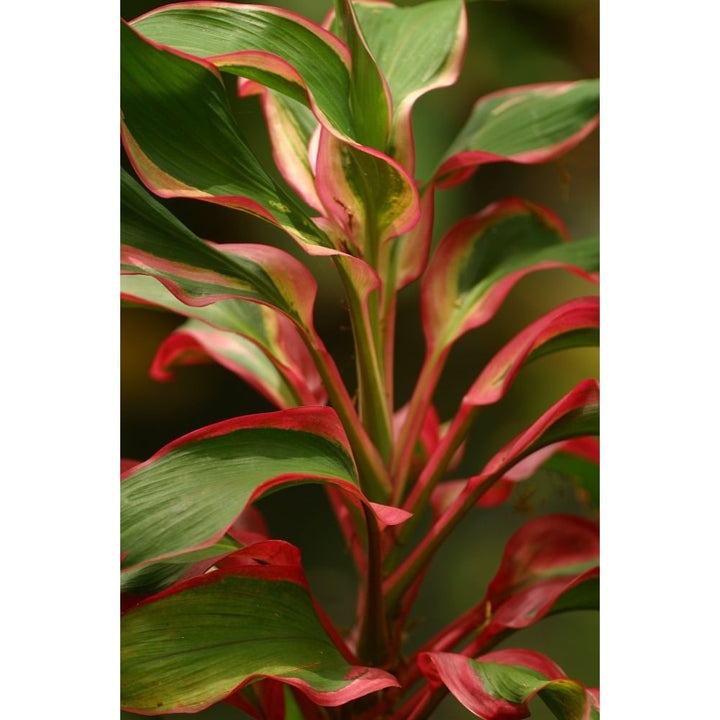 Cordyline Terminalis Red Ti Plant Poster Print Image 1