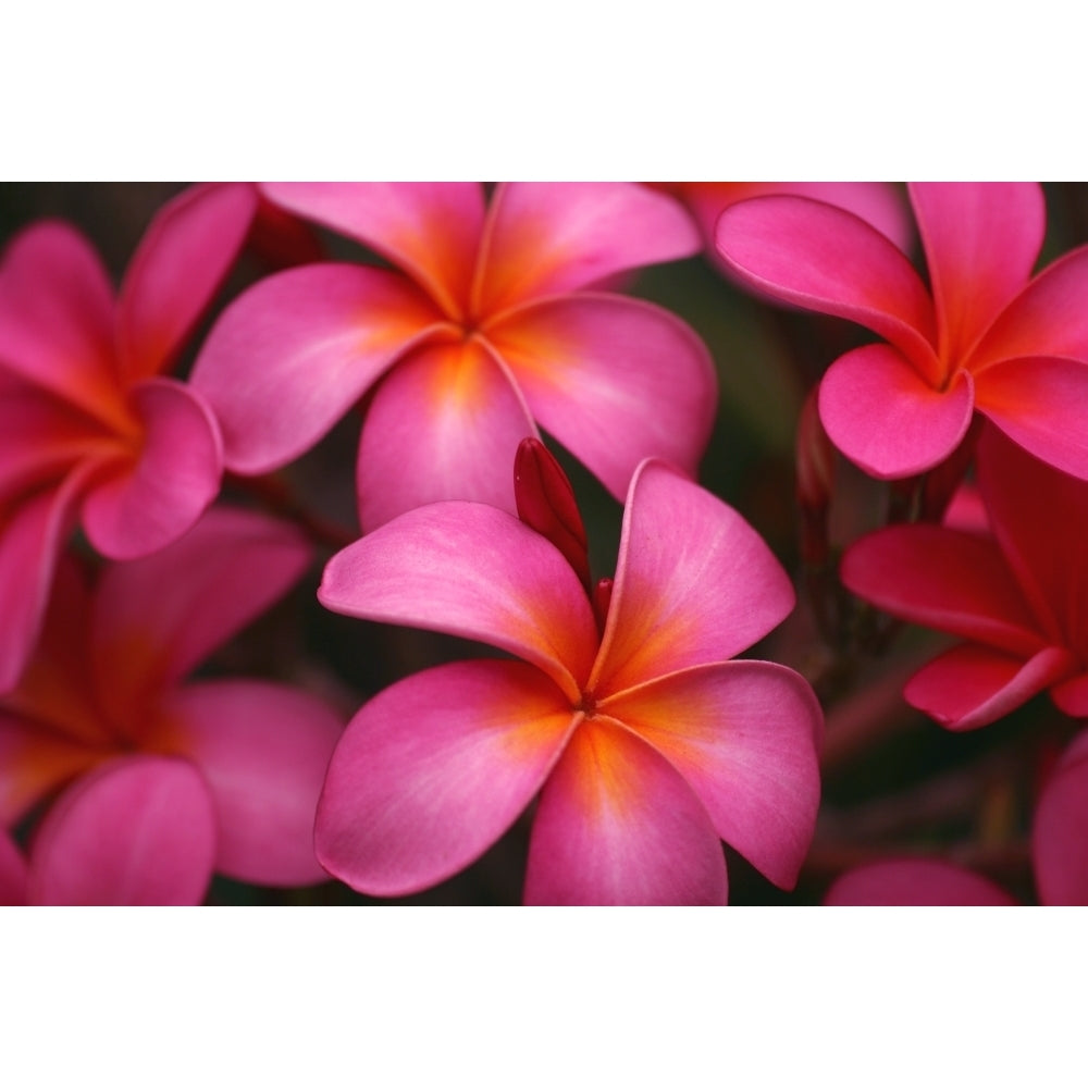 Hawaii Maui Pink Plumerias. Poster Print Image 2