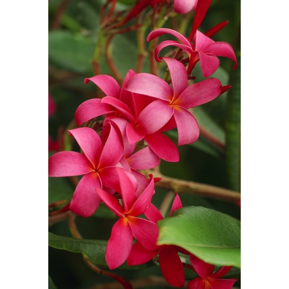 Hawaii Maui Pink Plumerias. Poster Print Image 1