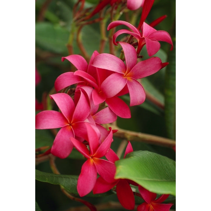 Hawaii Maui Pink Plumerias. Poster Print Image 2