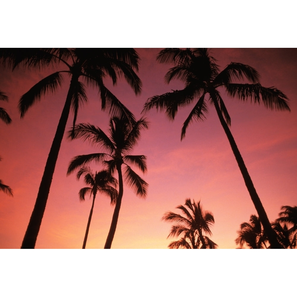 Hawaii Silhouette Of Palm Trees At Sunset Pink Sky. Poster Print Image 2