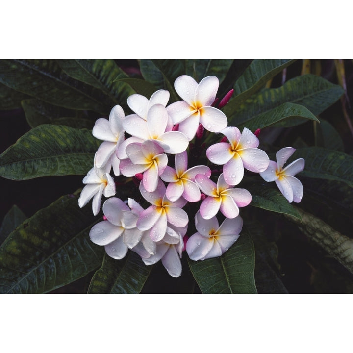 Hawaii Cluster Of White Plumeria Flowers On Tree. Poster Print Image 1