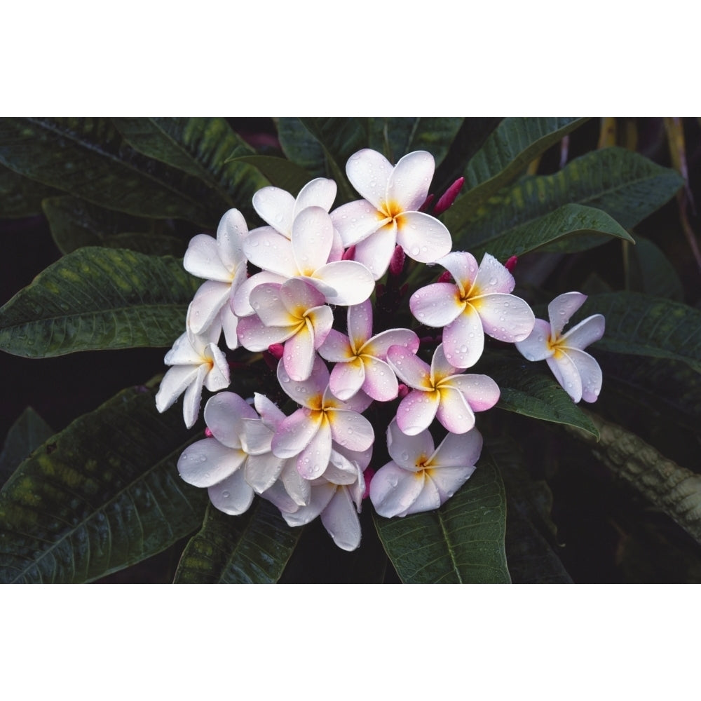 Hawaii Cluster Of White Plumeria Flowers On Tree. Poster Print Image 2