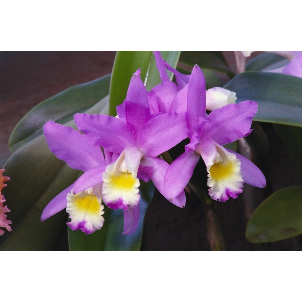 Hawaii Cluster Of Pink Cattleya Orchids. Poster Print Image 2