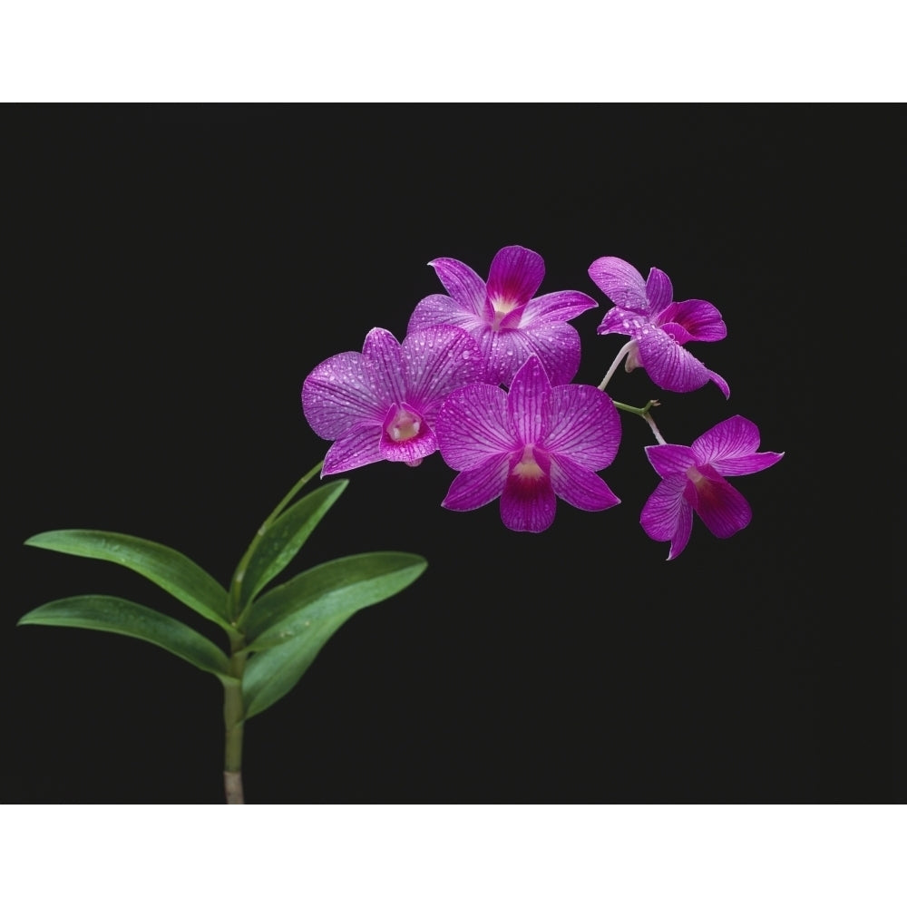 Purple Vanda Orchids On Plant Closeup Studio Shot Poster Print Image 1