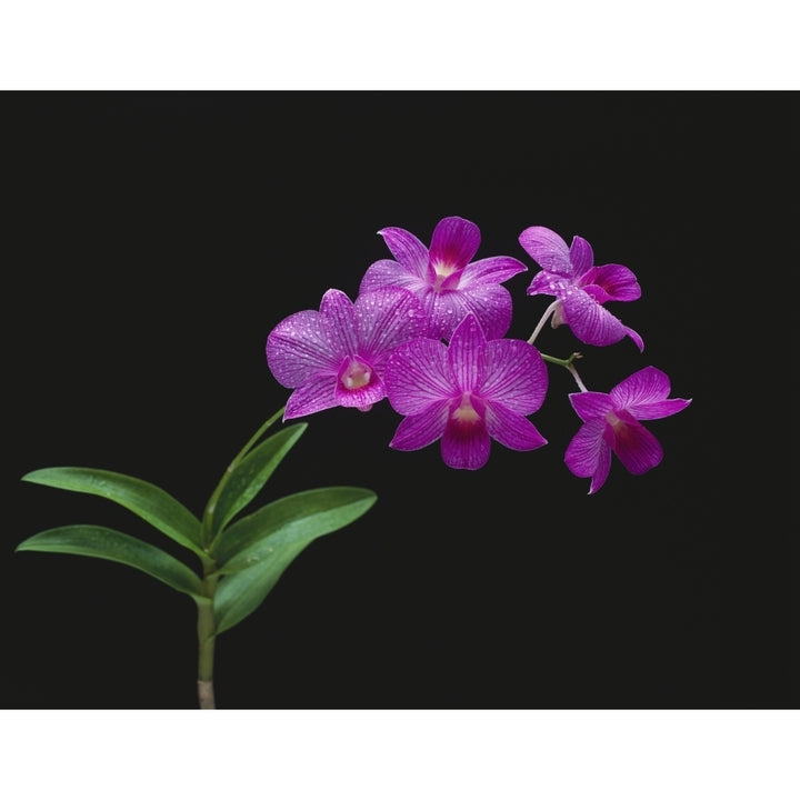 Purple Vanda Orchids On Plant Closeup Studio Shot Poster Print Image 2