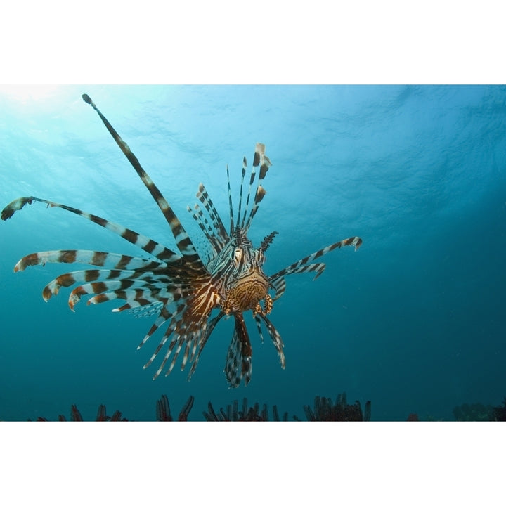 Indonesia Lionfish Floating Peacefully Above The Reef. Poster Print Image 1