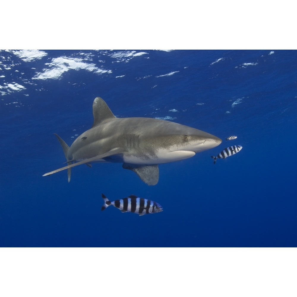 Hawaii Oceanic Whitetip Shark With Pilot Fish. Poster Print Image 1