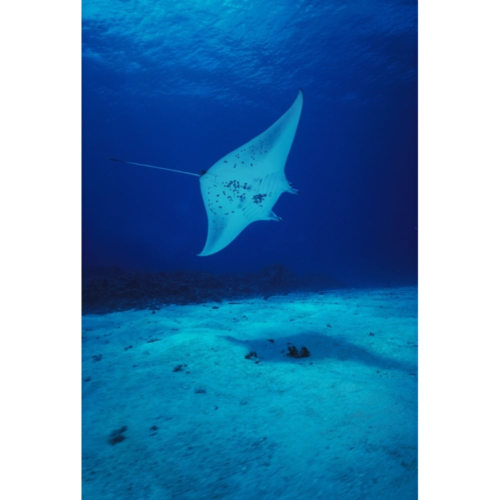 Hawaii Common Manta Ray Swims Over Sand Bottom. Poster Print Image 1