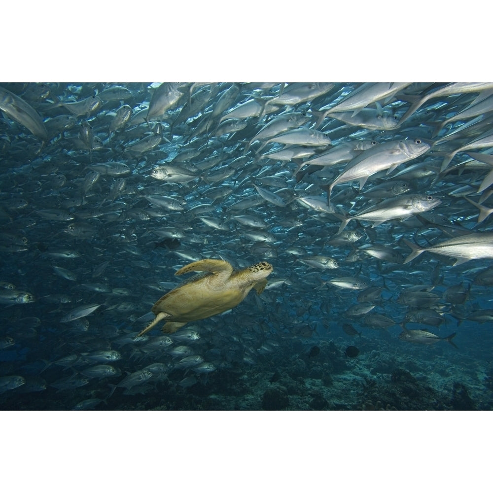 Malaysia Sipidan Island Green Sea Turtle Surrounded By Schooling Bigeye Jacks Image 2