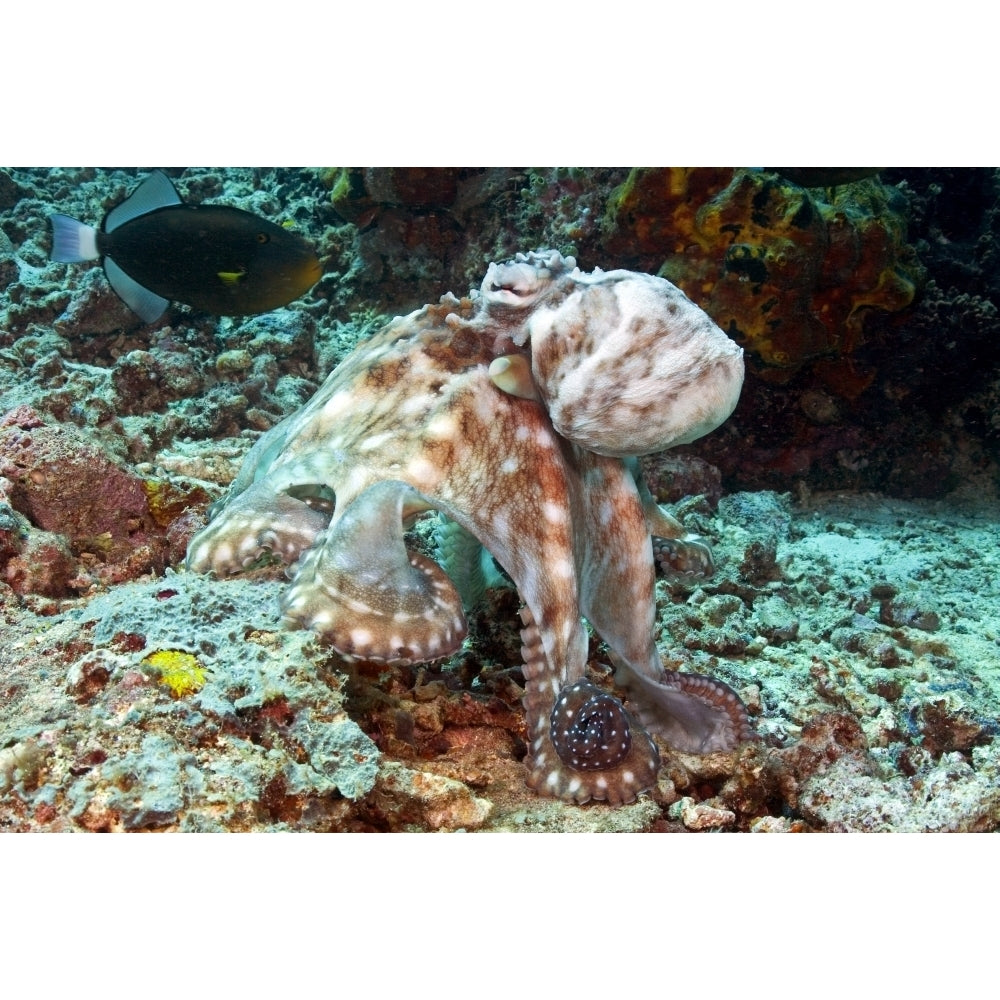 Malaysia Octopus Cyanea Diguising Itself As A Part Of The Coral Reef. Poster Print Image 2