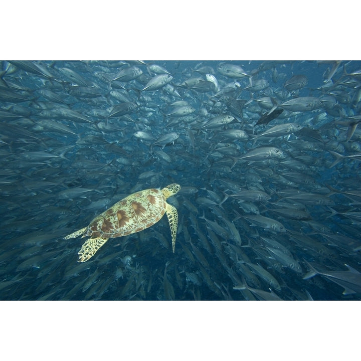 Malaysia Sipidan Island Green Sea Turtle Surrounded By Schooling Bigeye Jacks Image 1