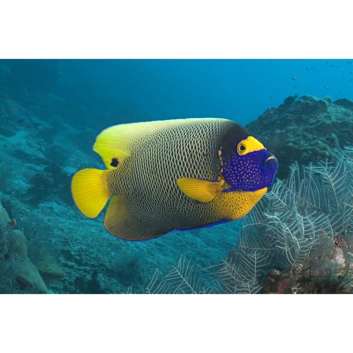 Malaysia Blue-Face Angelfish Near Ocean Floor Poster Print Image 2