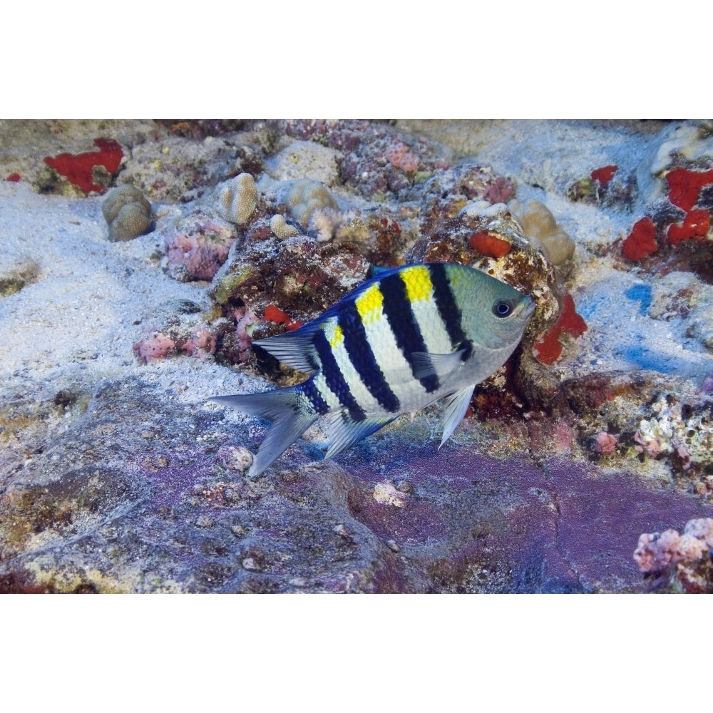 Hawaii Male Indo-Pacific Sergeant Major Guarding Purple Egg Mass. Poster Print Image 1