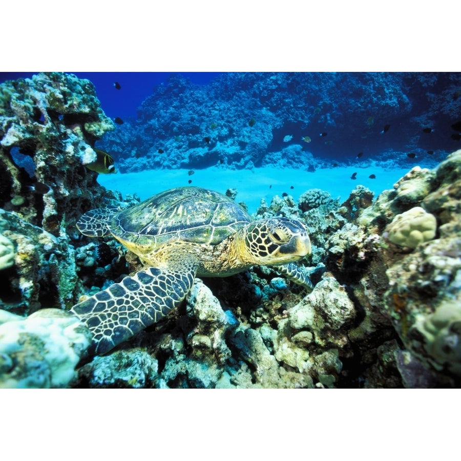 Hawaii Green Sea Turtle On Reef With Tropical Fish Poster Print Image 1