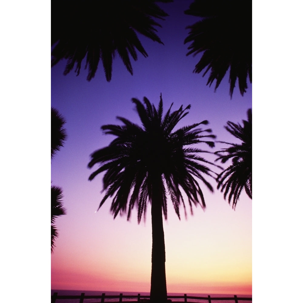 View Of Single Palm Tree Surrounded By Other Palm Tree Tops Background Is Golden Sunset Poster Print Image 2