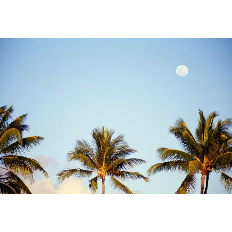 Hawaii Tall Palm Trees Against Blue Sky Full Moon Above Poster Print Image 1