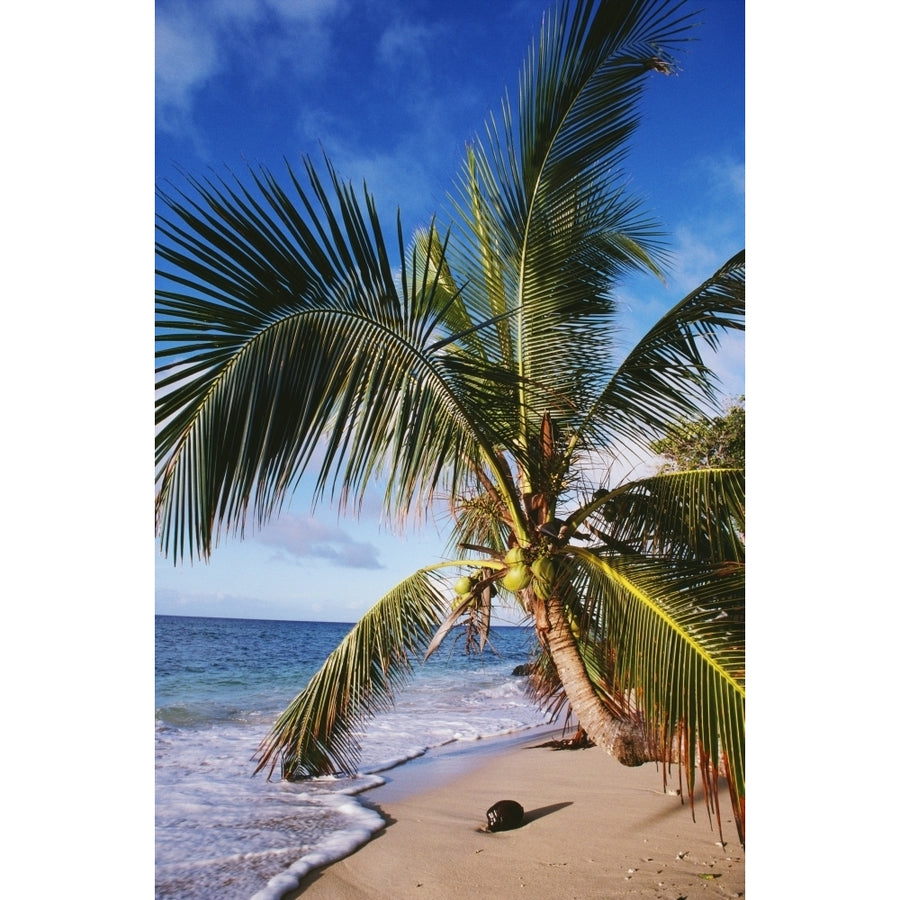 Hawaii Coconut Laying On A Sandy Tropical Beach Beneath A Palm Tree. Poster Print Image 1