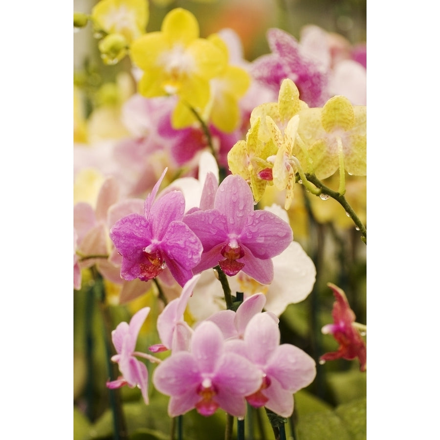 Hawaii Field Of Pink And Yellow Orchids. Poster Print Image 1