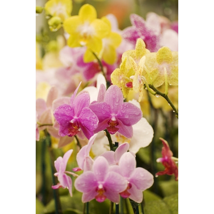 Hawaii Field Of Pink And Yellow Orchids. Poster Print Image 2