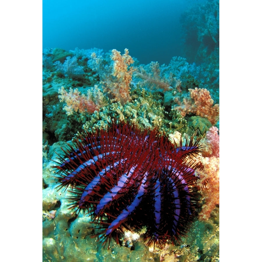 Thailand Reef Scene With Crown-Of-Thorns Starfish . Poster Print Image 1